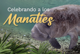 BannerWeb_Dia_Manates