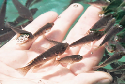 Cria Tilapia